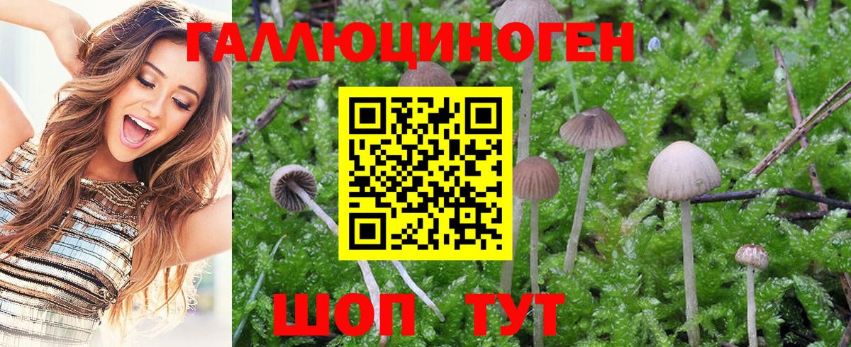Галлюциногенные грибы MAGIC MUSHROOMS  Псилоцибиновые грибы Psilocybine cubensis  Усть-Джегута  Вход с VPN 